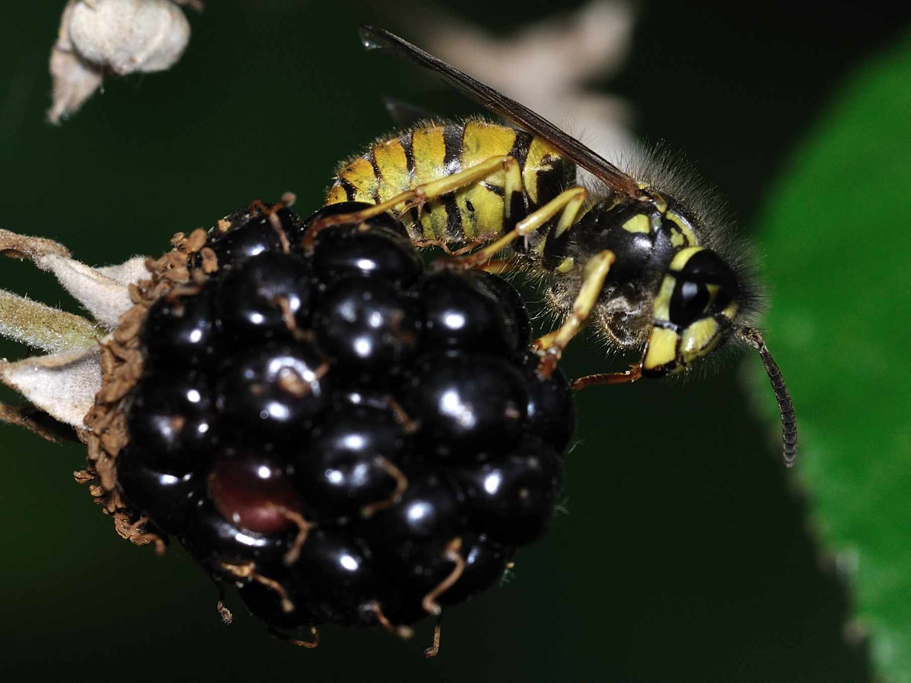 Vespula germanica